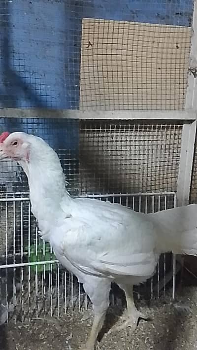 shamo hen