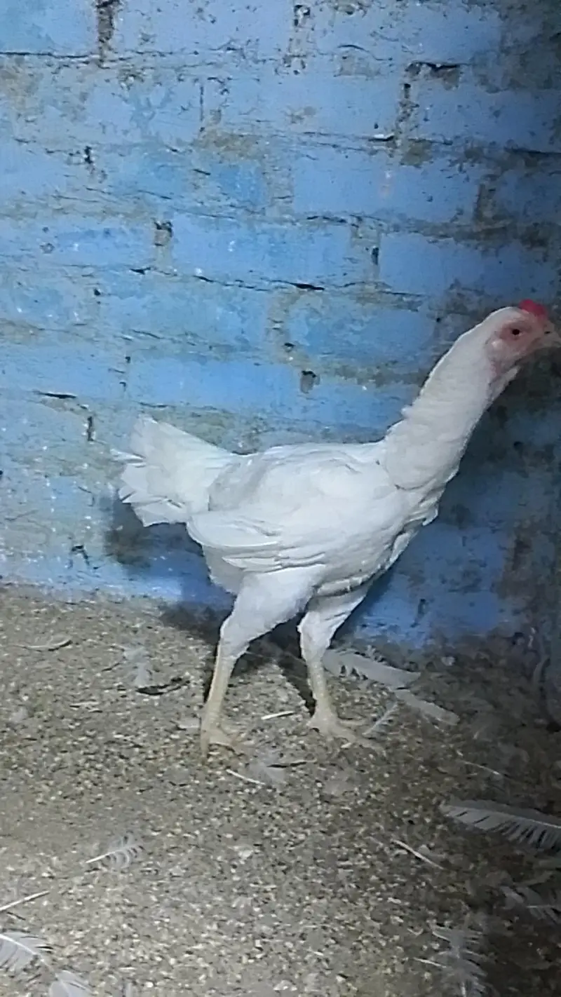 shamo hen — photo 2