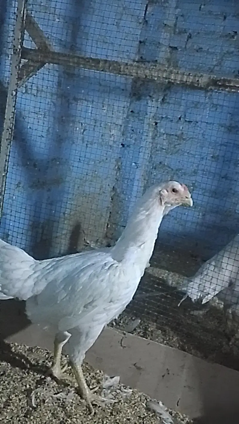 shamo hen — photo 3