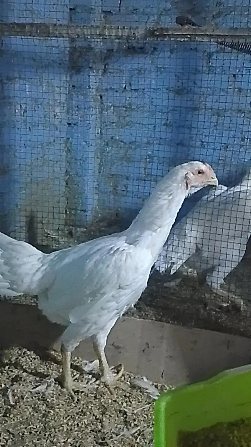 shamo hen — photo 4