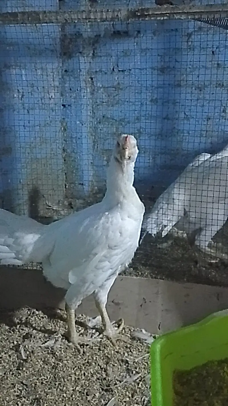 shamo hen — photo 5
