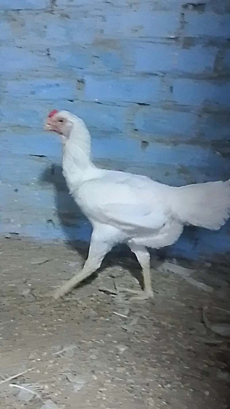 shamo hen — photo 6