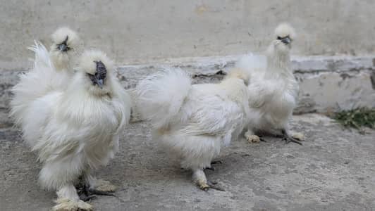 Silkie polish and molted bantam chiks