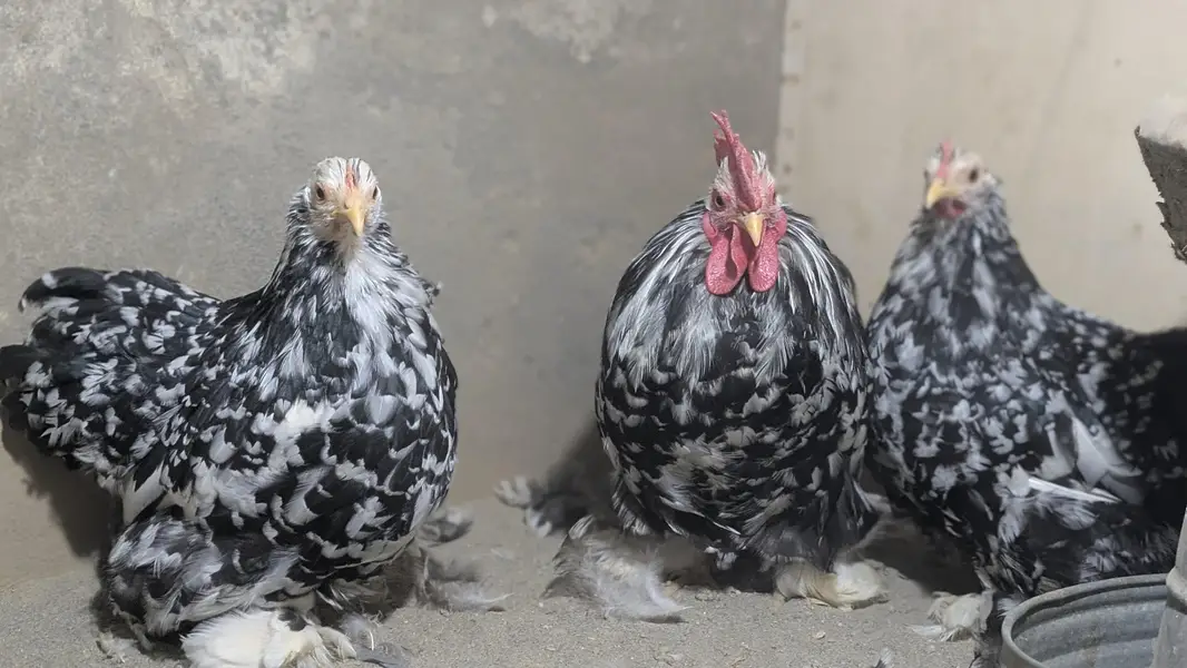 Silkie polish and molted bantam chiks — photo 2