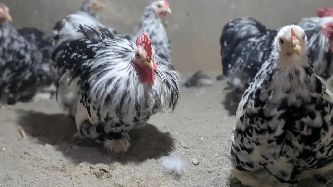Silkie polish and molted bantam chiks — photo 3