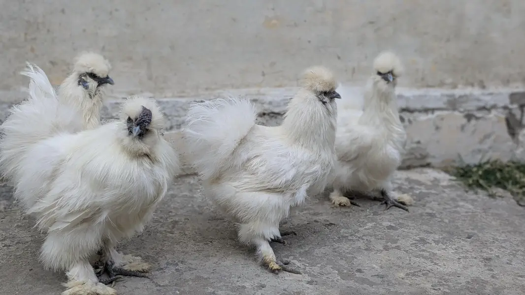 Silkie polish and molted bantam chiks — photo 4