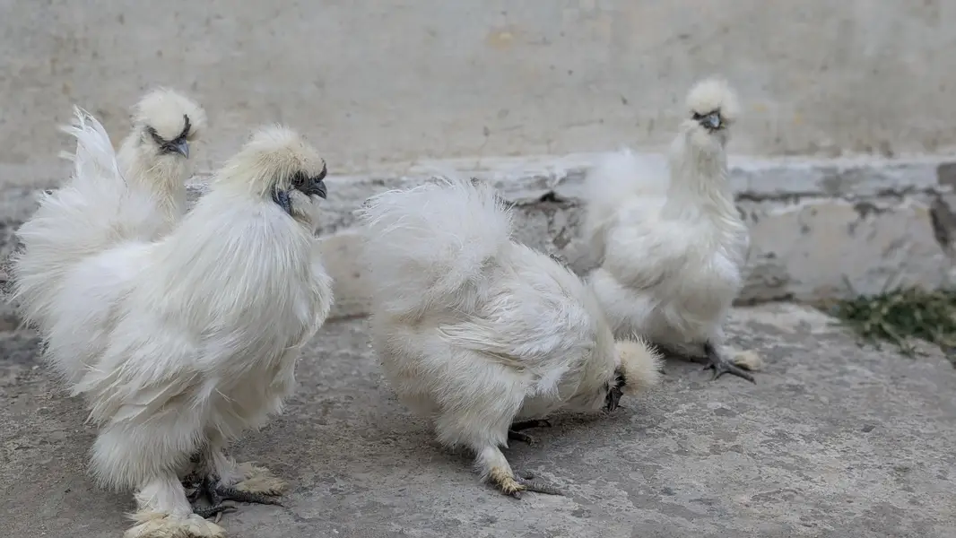 Silkie polish and molted bantam chiks — photo 5