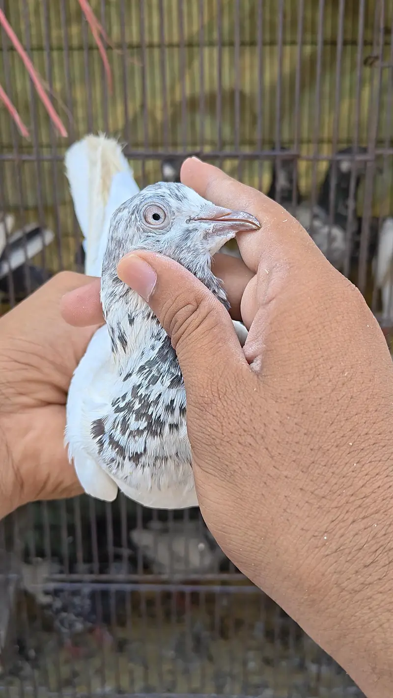 Parwazi Kabootar - Pathy / Pathiyan — photo 4
