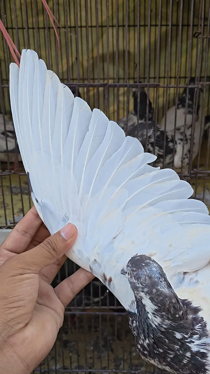 Parwazi Kabootar - Pathy / Pathiyan — photo 7
