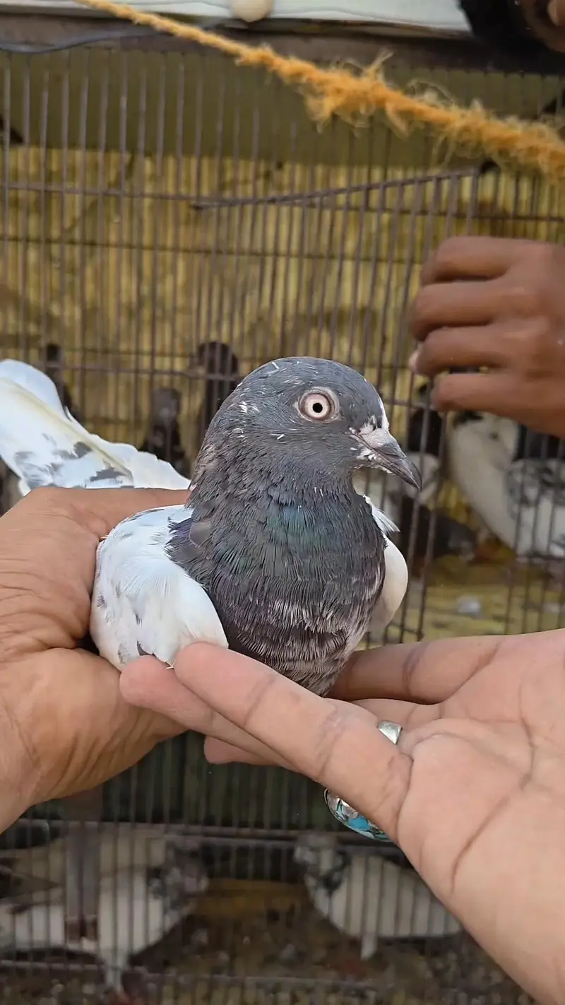 Parwazi Kabootar - Pathy / Pathiyan — photo 9