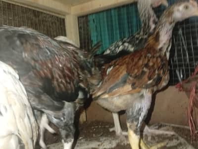 8aseel ha mianwali pure blood line aseel ha achi breed ha