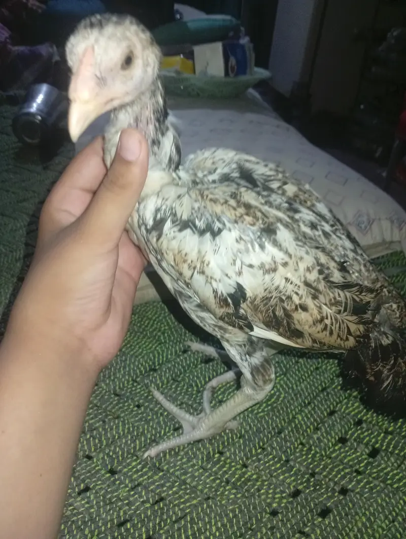 8aseel ha mianwali pure blood line aseel ha achi breed ha — photo 2