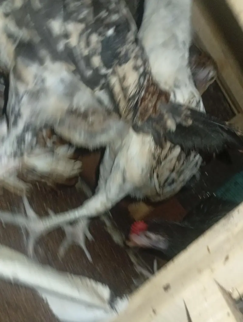 8aseel ha mianwali pure blood line aseel ha achi breed ha — photo 3