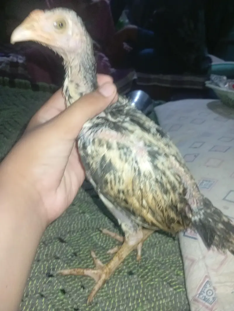8aseel ha mianwali pure blood line aseel ha achi breed ha — photo 4