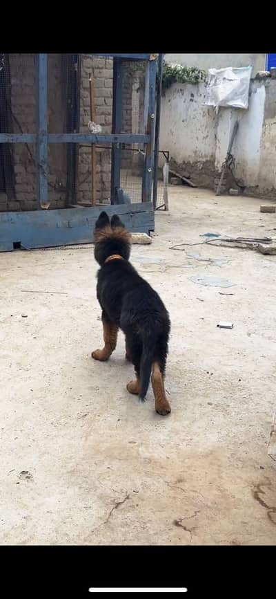 German Shepherd puppy