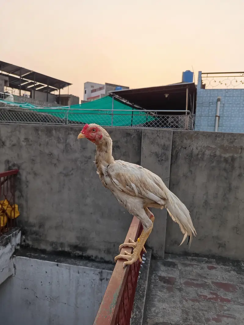 Aseel patha pure Aseel — photo 5