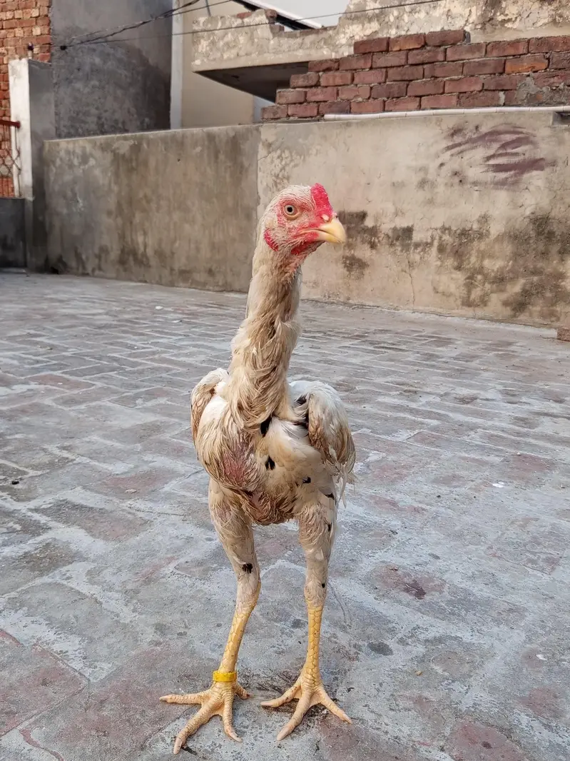 Aseel patha pure Aseel — photo 7
