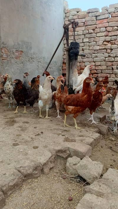 مرغے کا ریٹ: 1,500 روپے فی پرندہمرغی کا ریٹ: 1,400 روپے فی مرغی