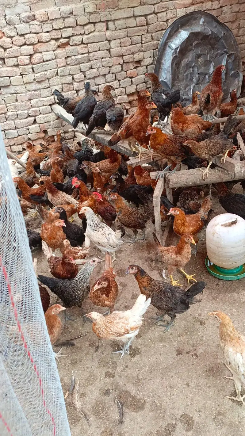 مرغے کا ریٹ: 1,500 روپے فی پرندہمرغی کا ریٹ: 1,400 روپے فی مرغی — photo 4