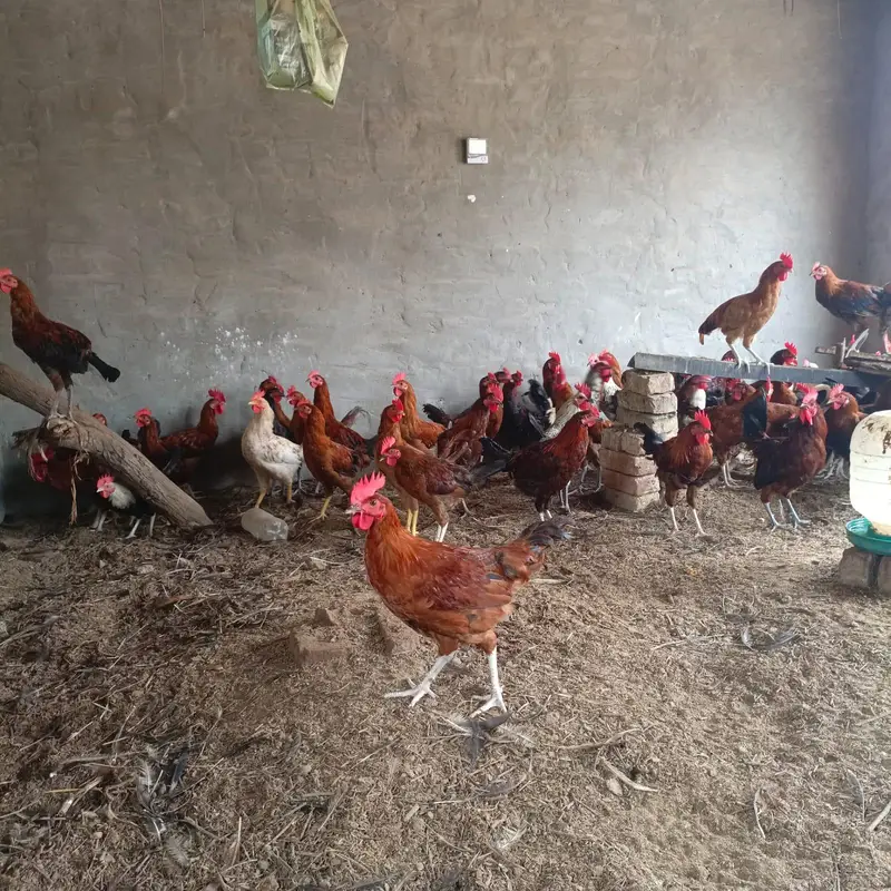 مرغے کا ریٹ: 1,500 روپے فی پرندہمرغی کا ریٹ: 1,400 روپے فی مرغی — photo 6