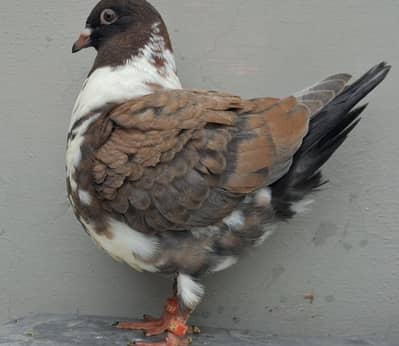Fancy Pigeons Chicks and Pathay available.