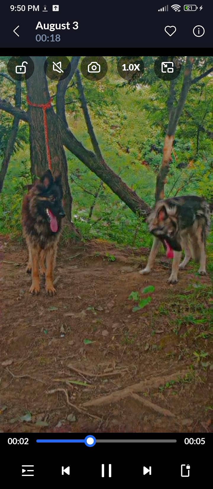 German shepherd 0