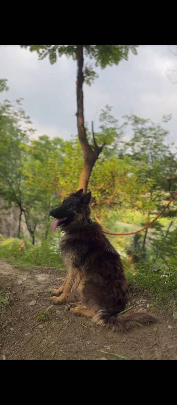 German shepherd 1