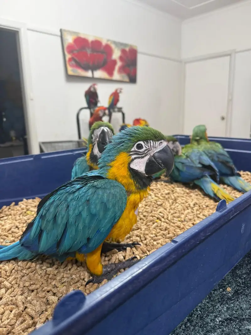 African grey parrot chicks for sale (03297106709) — photo 4