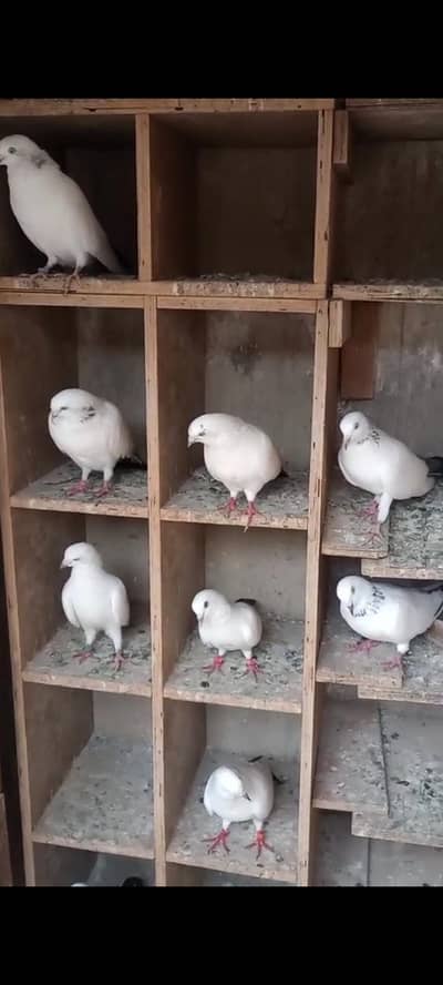 Kalduma Pigeons 4000 ka 1