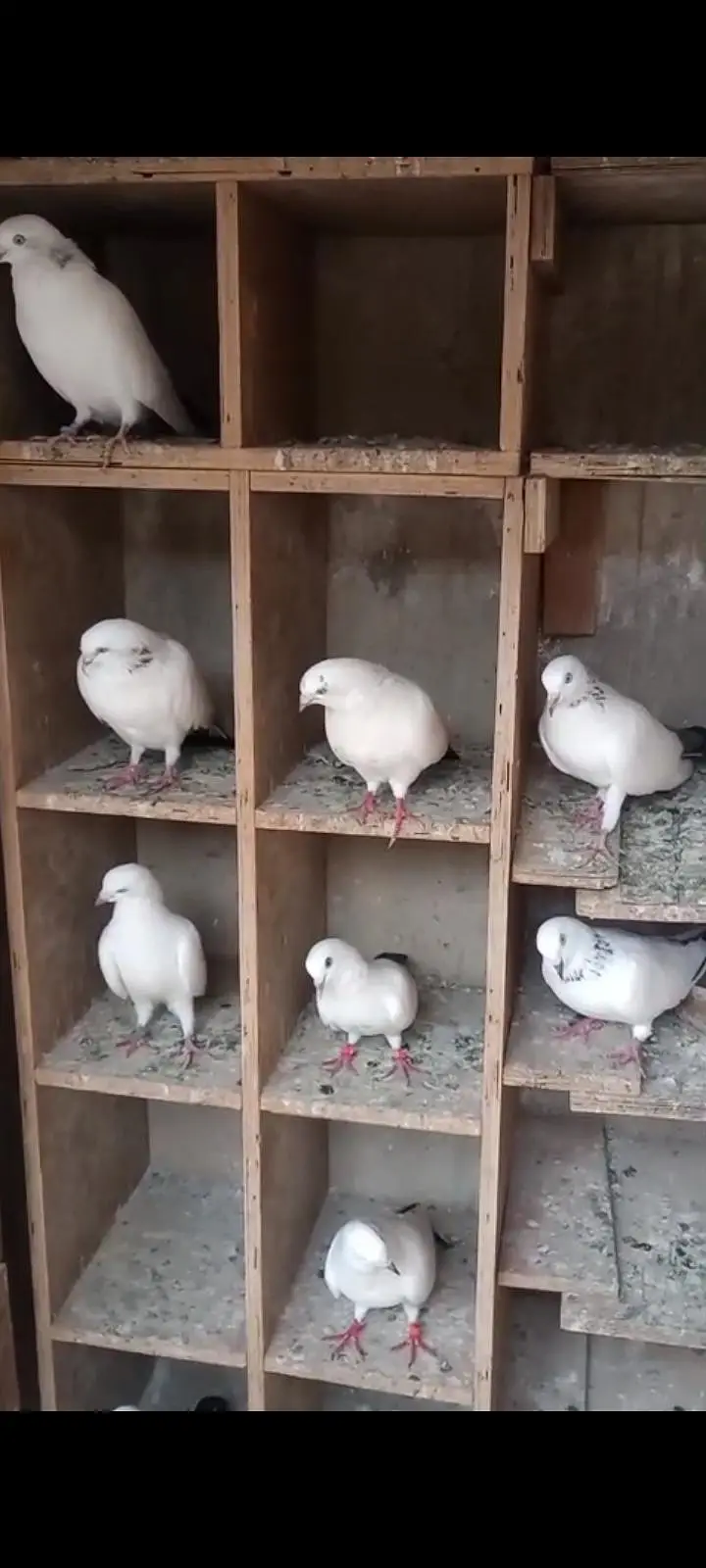 Kalduma Pigeons 4000 ka 1