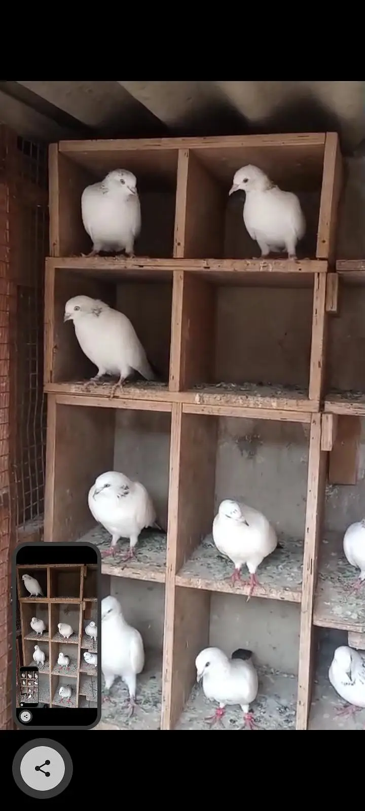 Kalduma Pigeons 4000 ka 1 — photo 2