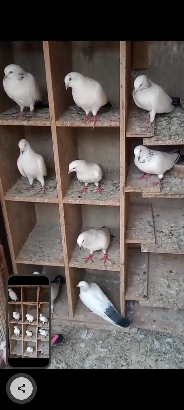Kalduma Pigeons 4000 ka 1 — photo 3