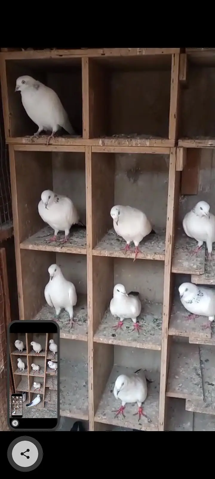 Kalduma Pigeons 4000 ka 1 — photo 4