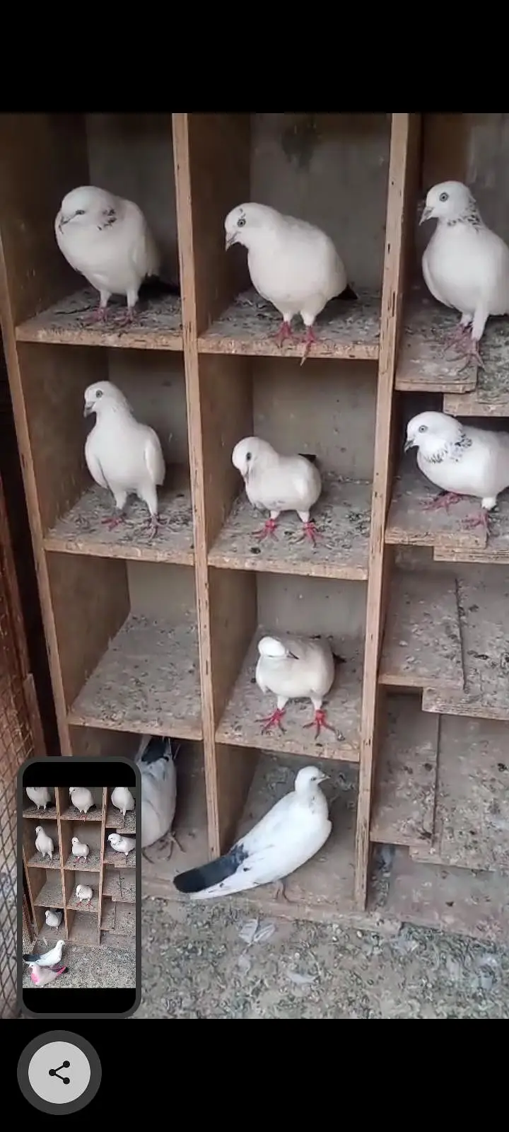 Kalduma Pigeons 4000 ka 1 — photo 5