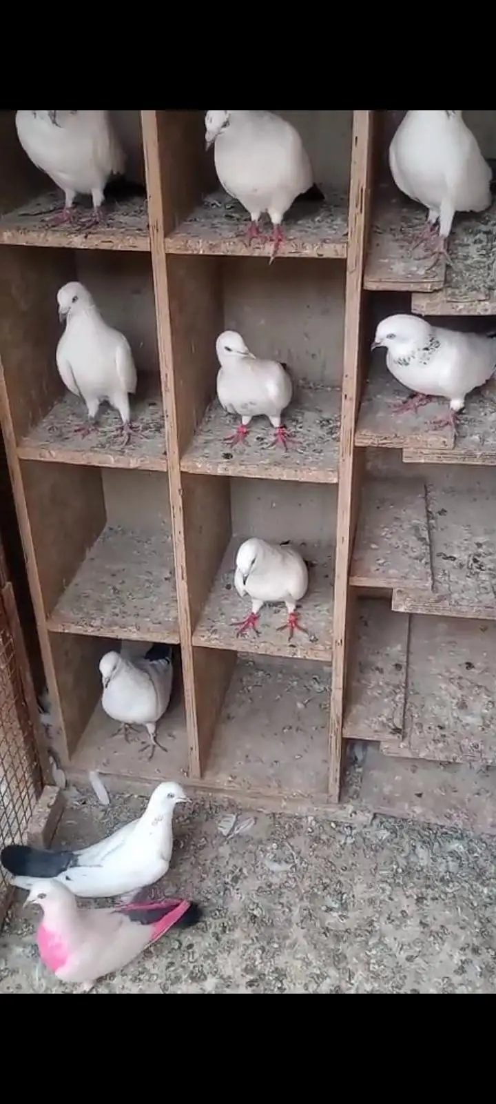 Kalduma Pigeons 4000 ka 1 — photo 6