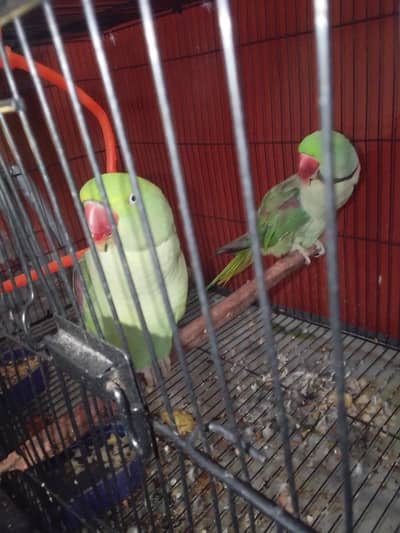raw paroot pair for sale