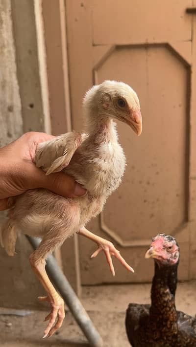 high quality shamu chicks fore sale
