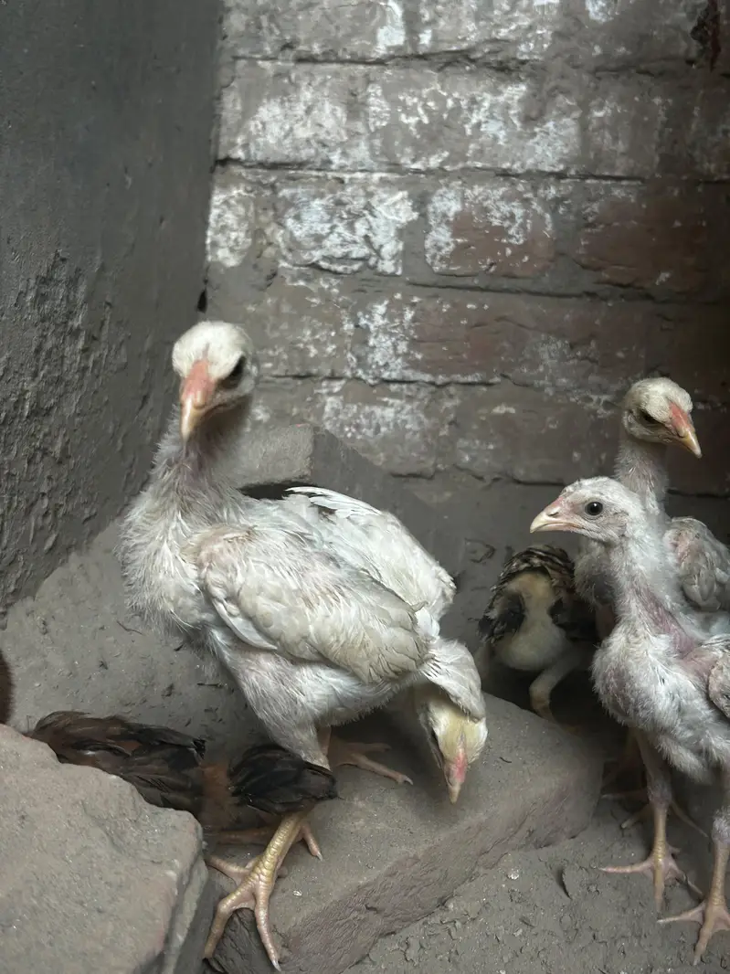 high quality paper wight shamu chicks fore sale — photo 2