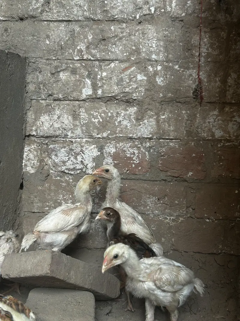 high quality paper wight shamu chicks fore sale — photo 3