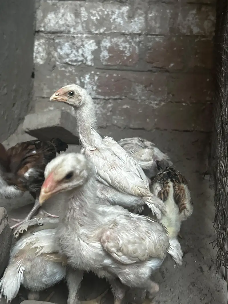 high quality paper wight shamu chicks fore sale — photo 4