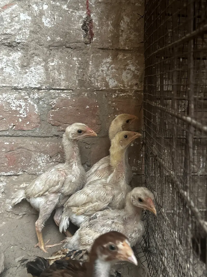 high quality paper wight shamu chicks fore sale — photo 5