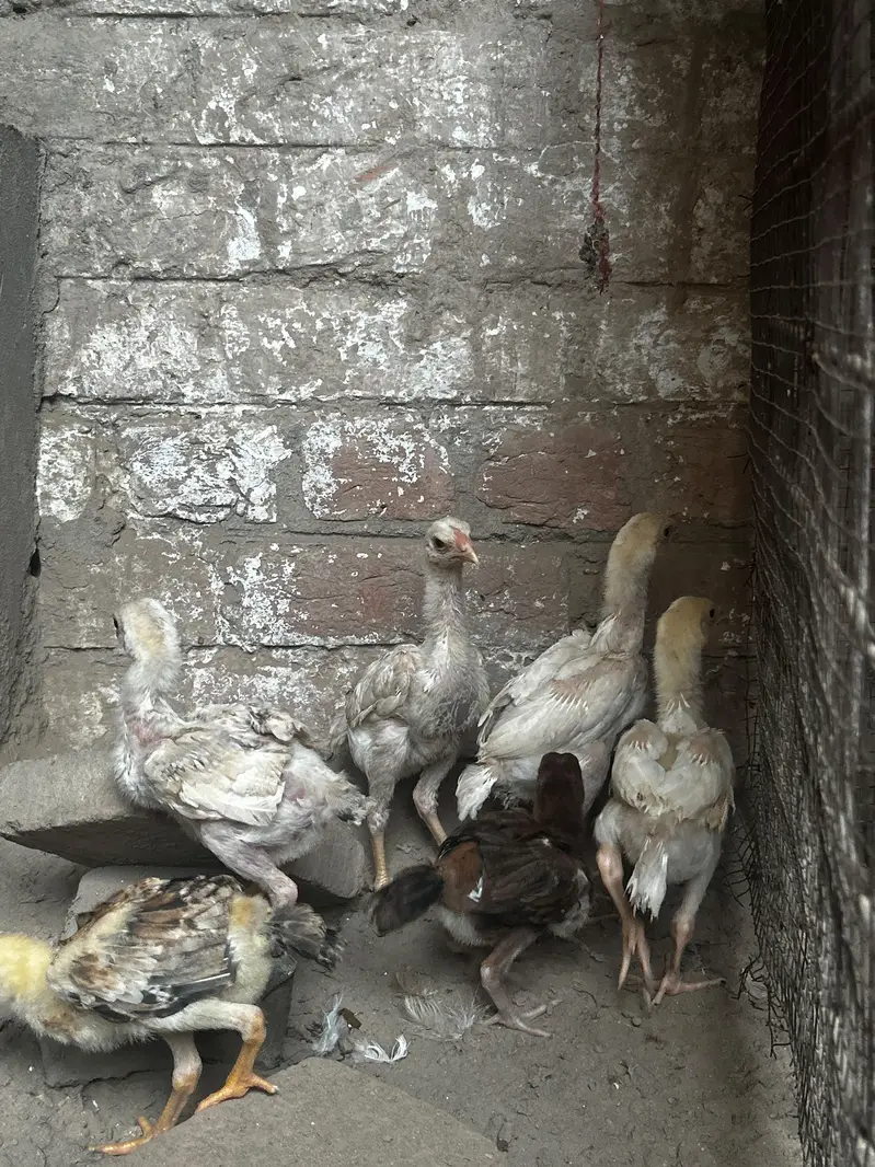 high quality paper wight shamu chicks fore sale — photo 6
