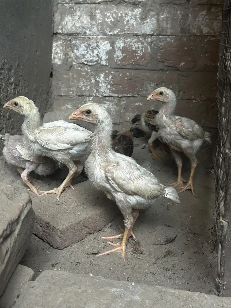 high quality paper wight shamu chicks fore sale — photo 7