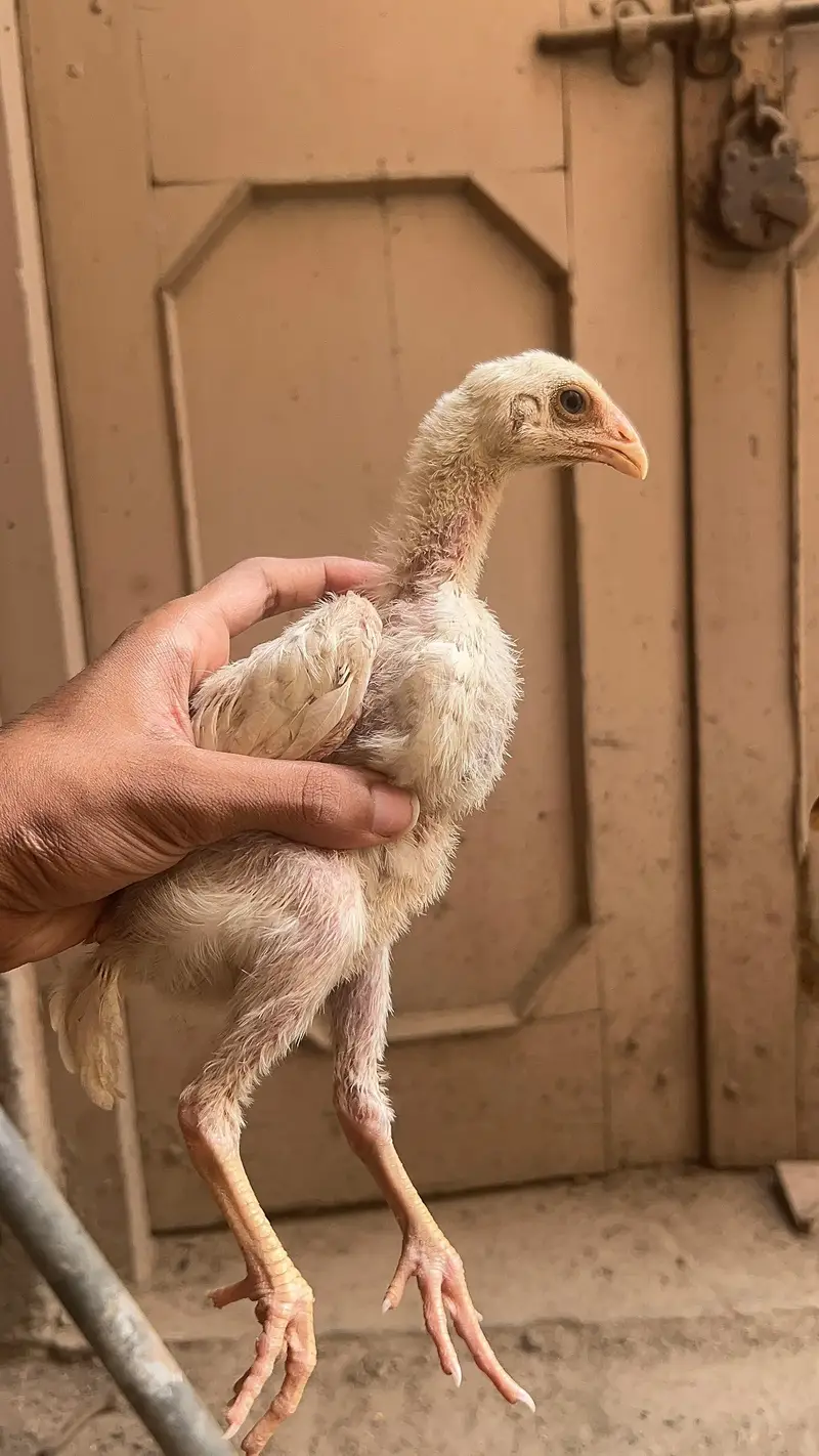 high quality paper wight shamu chicks fore sale — photo 8