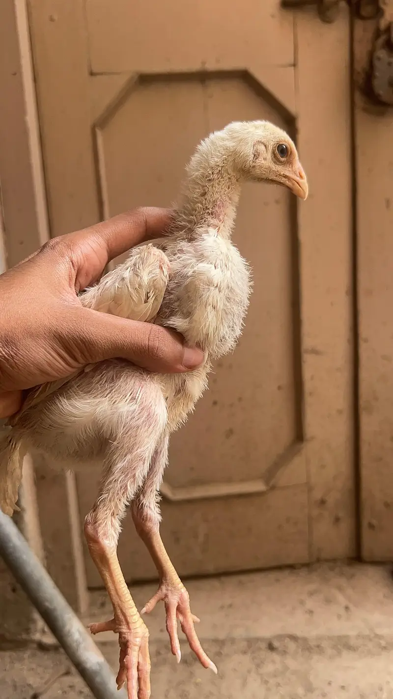 high quality paper wight shamu chicks fore sale — photo 9