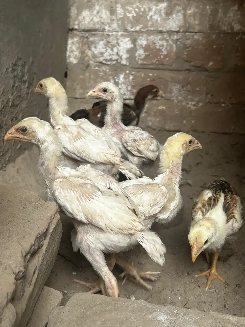 high quality paper wight shamu chicks fore sale — photo 10