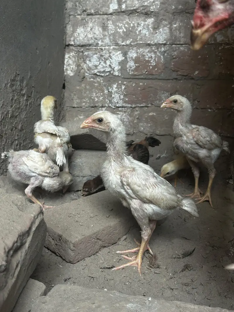high quality paper wight shamu chicks fore sale — photo 11