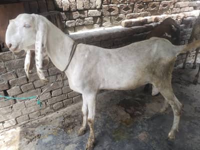 rajanpuri Bakra urgent for sale