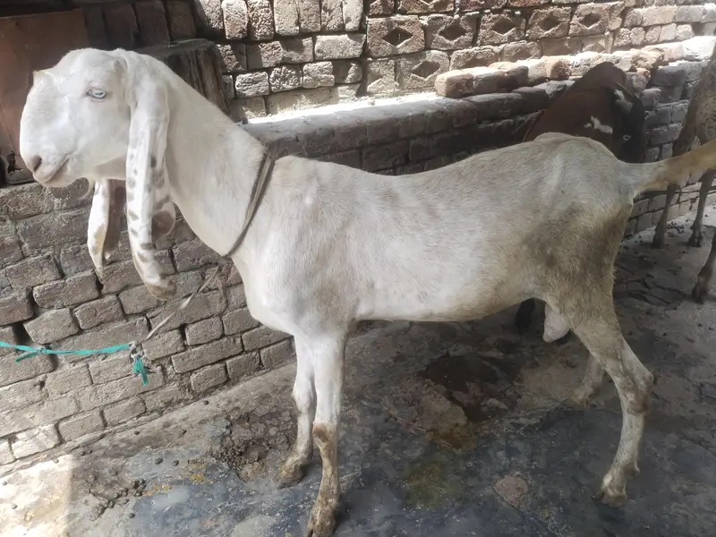 rajanpuri Bakra urgent for sale
