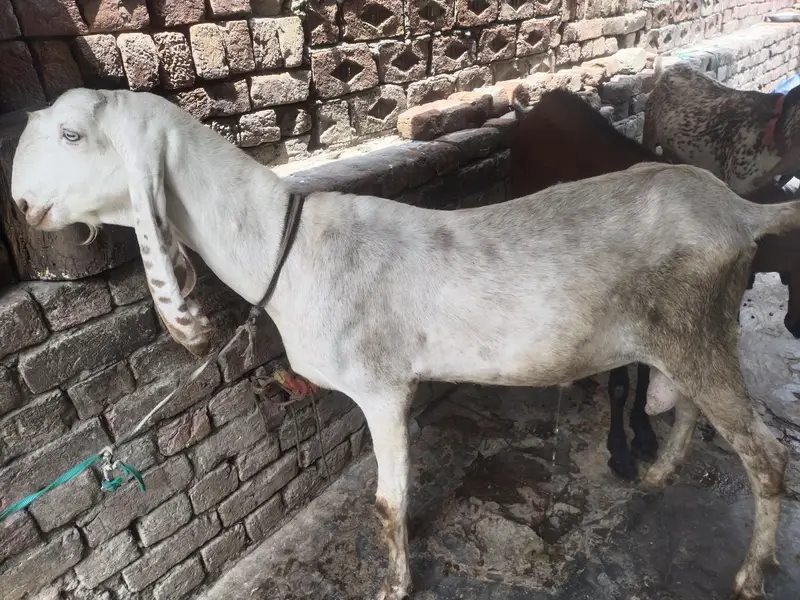 rajanpuri Bakra urgent for sale — photo 2
